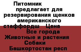 Питомник KURAT GRAD предлагает для резервирования щенков американского стаффордш › Цена ­ 25 000 - Все города Животные и растения » Собаки   . Башкортостан респ.,Кумертау г.